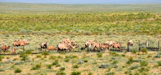 Kamele in der Wüste Gobi, Mongolei