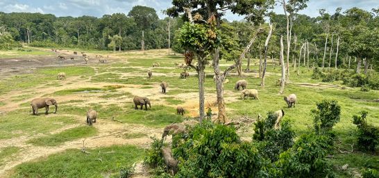 Elefanten auf der Dzanga Baï