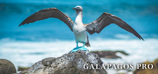 Galapagos PRO Blaufusstoelpel am Meer