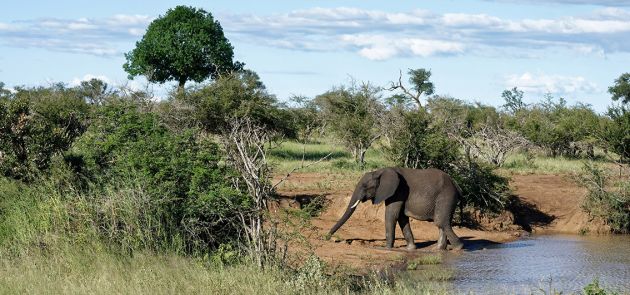 Elefant-am-Wasserloch-im-Krueger-Nationalpark