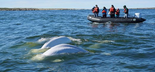 Belugas im Churchill-River