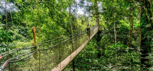 Canopy Walkway in Mulu