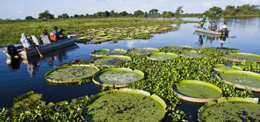 Ausflug ins Pantanal UNESCO-Welterbe