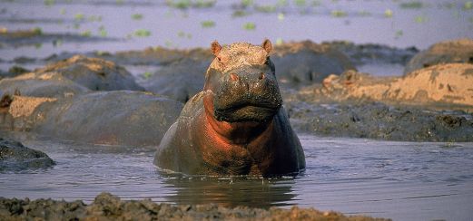 Flusspferd in der afrikanischen Wildnis