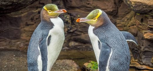 Gelbaugenpinguine bei Dunedin