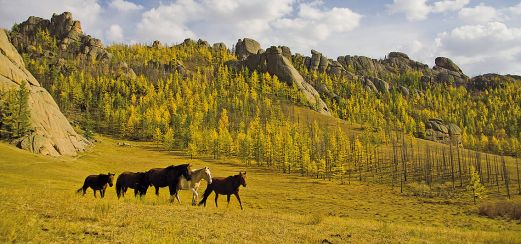 Wildpferde in der Mongolei