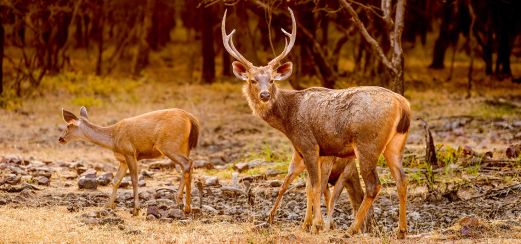 Sambarhirsche im Ranthambore-Nationalpark