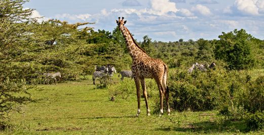 Massai Giraffe und Zebras im Nyerere-Nationalpark in Tansania