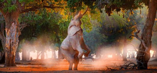 Nur im Mana-Pools-Nationalpark zu beobachten – Balancierende Elefanten