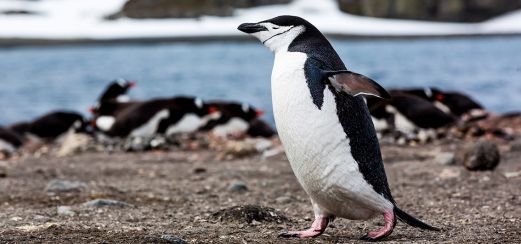 Zügelpinguin