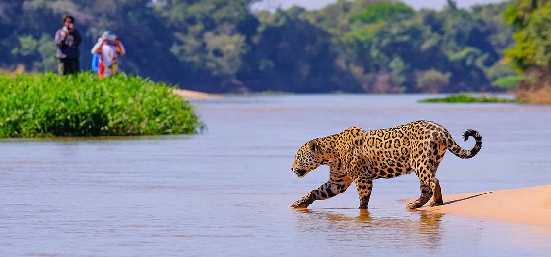 Brasilien - Jaguar im Pantanal