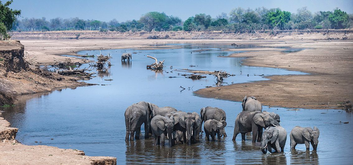 Elefanten im South-Luangwa-Nationalpark