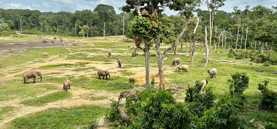 Elefanten auf der Sangha Baii