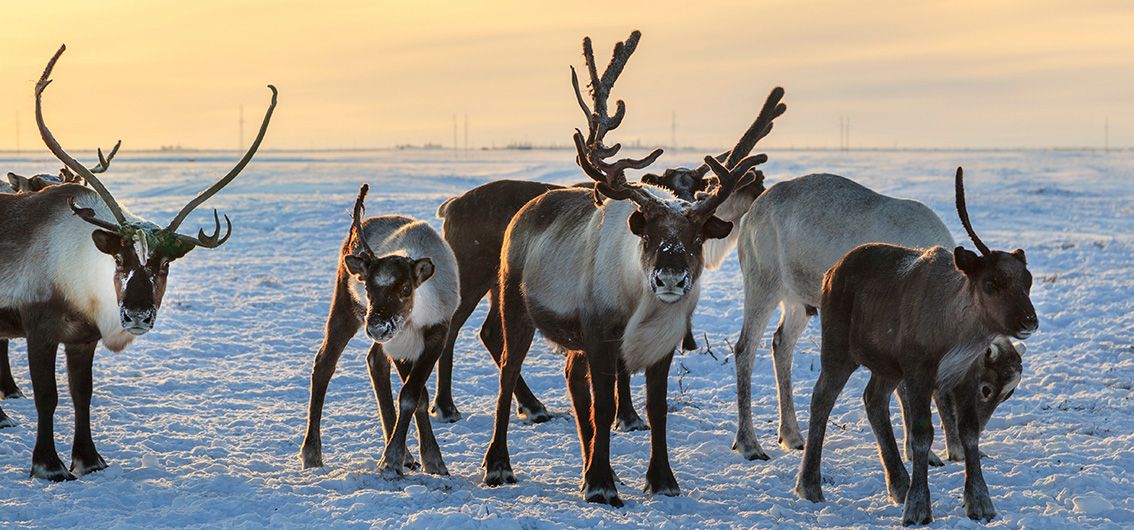 Rentierherde in Finnland