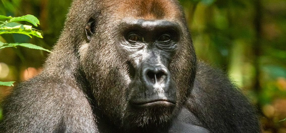 Flachlandgorilla