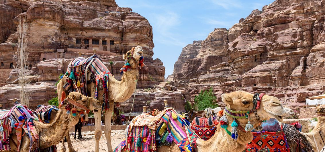 Jordanien - Kamele bei Petra