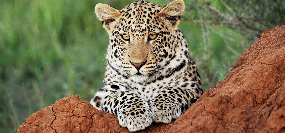 Leopard-Credit-Okonjima-Nature-Reserve