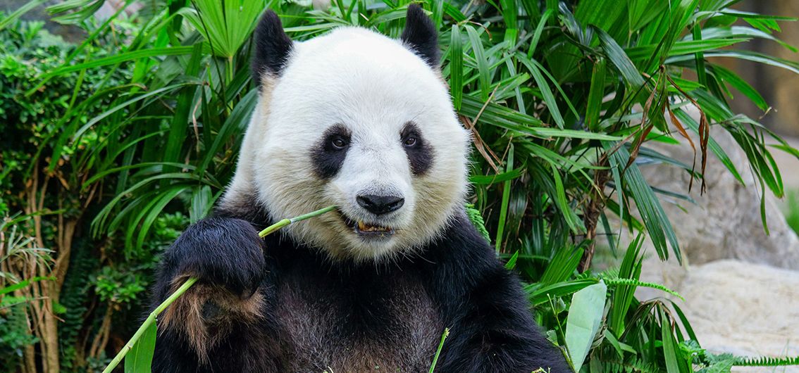 Panda-in-Chengdu