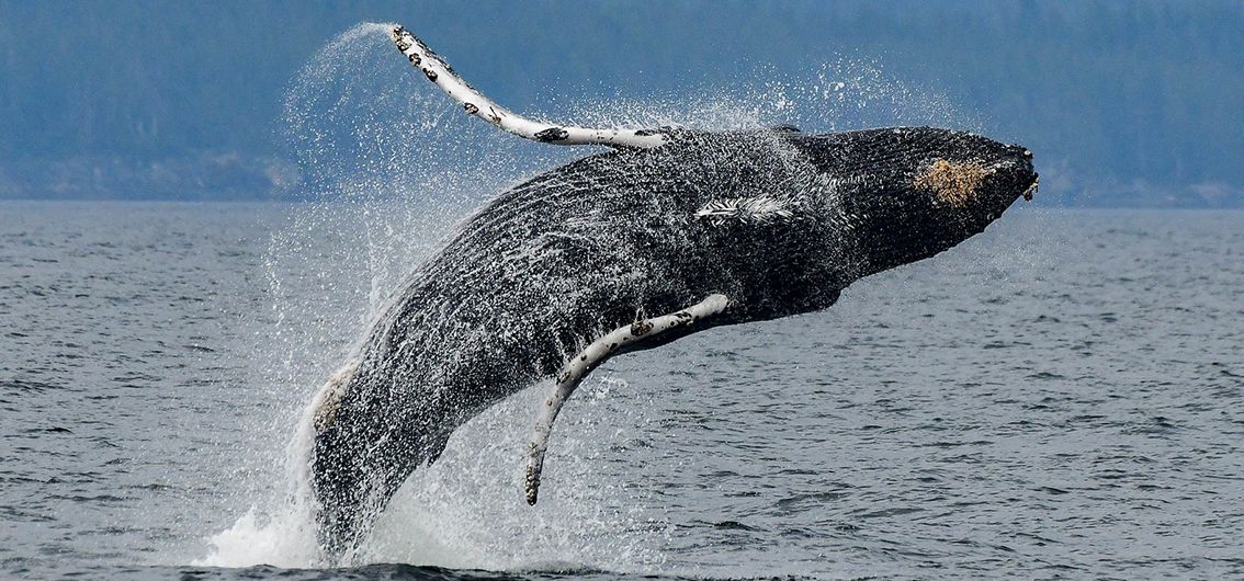 Vancouver-Island-Kreuzfahrt_Buckelwal_whale-watching_credtit_Maple-Leaf-Adv