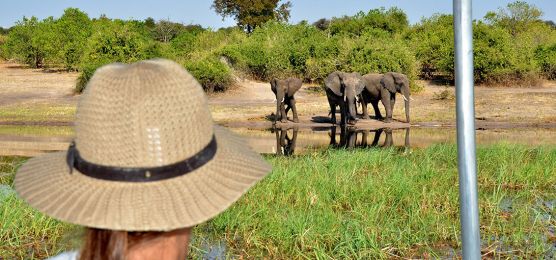 Auf Elefantenpirsch: Chobe-Nationalpark