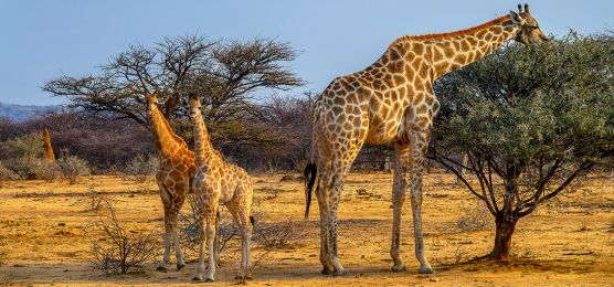 Giraffen-im-Etosha-Nationalpark Giraffen-im-Etosha-Nationalpark