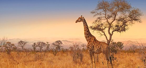 Giraffe im Krüger Nationalpark